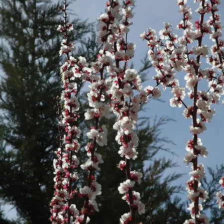 Reposo De Afanes Gospodarstwo wiejskie *